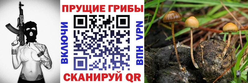 Галлюциногенные грибы ЛСД  блэк спрут ССЫЛКА  Яхрома 